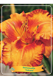 Hemerocallis Vulcano Ø11