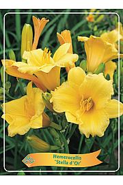 Hemerocallis Stella dOr Ø11
