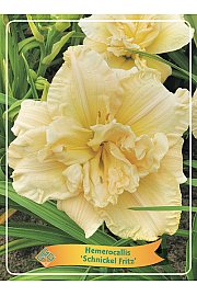 Hemerocallis Schnickel Fritz Ø11