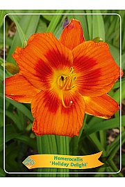 Hemerocallis Holiday Delight Ø11