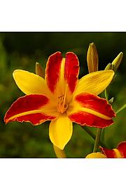 Hemerocallis Frans Hals Ø11