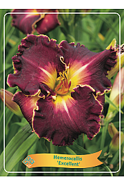Hemerocallis Excellent Ø11