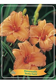 Hemerocallis Bertie Ferris Ø11