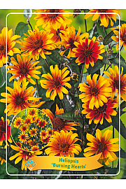 Heliopsis Burning Hearts Ø11
