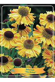 Helenium The Bishop Ø11