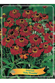 Helenium Ruby Thuesday Ø11