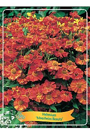 Helenium Moerheim Beauty Ø11