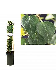 Hedera helix Natasja C2,5 Lit. 40-60 cm