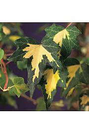 Hedera helix Goldheart C1 Lit. 20-30 cm