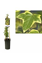 Hedera helix Goldchild C2,5 Lit. 40-60 cm