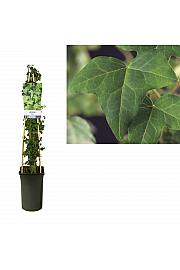 Hedera helix C2,5 Lit. 40-60 cm