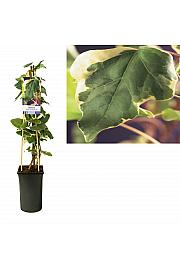 Hedera Gloire de Marengo C2,5 Lit. 40-60 cm