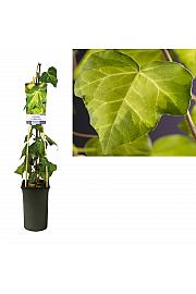 Hedera colchica Sulphur heart C2,5 Lit. 40-60 cm
