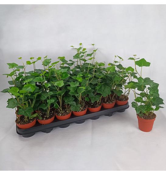 Hedera  Hibernica Ø 9