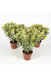 Hebe Veronica Variegata Ø 12