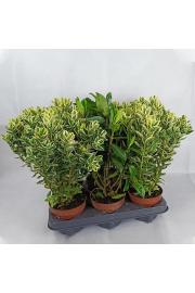 Hebe Veronica Variegata + Green Ø 12