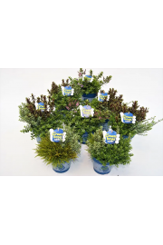 Hebe Green Boys Ø 12 mix