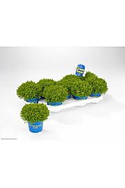 Hebe Green Boys Green Globe Ø 12