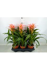 Guzmania hybrid Ø12 Pink