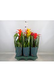 Guzmania hybrid Ø12 mix