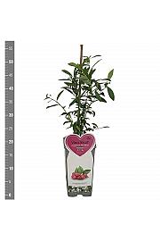 Vaccinium corymbosum Pink Berry C2 Lit. 30-40 cm