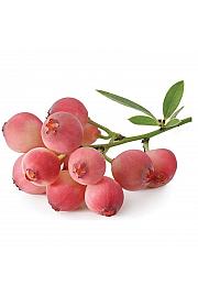 Vaccinium corymbosum Pink Berry C2 Lit. 30-40 cm
