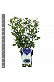 Vaccinium corymbosum Goldtraube C5 Lit. 30-40 cm