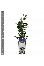 Vaccinium corymbosum Goldtraube C2 Lit. 30-40 cm