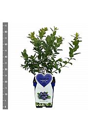 Vaccinium corymbosum Duke C5 Lit. 30-40 cm