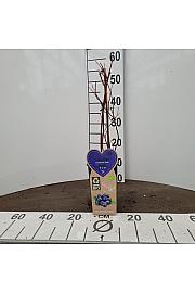 Vaccinium corymbosum Duke C2 Lit. 30-40 cm BIO