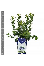 Vaccinium corymbosum Brigitta blue C5 Lit. 30-40 cm
