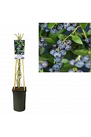 Vaccinium corymbosum Brigitta Blue C2,5 Lit. 40-60 cm
