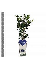 Vaccinium corymbosum Brigitta blue C2 Lit. 30-40 cm