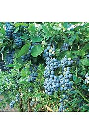 Vaccinium corymbosum Bluegold C5 Lit. 30-40 cm