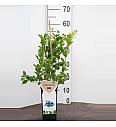 Vaccinium corymbosum Bluegold C2 Lit. 30-40 cm BIO