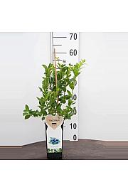 Vaccinium corymbosum Bluegold C2 Lit. 30-40 cm BIO