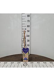 Vaccinium corymbosum Bluecrop C2 Lit. 30-40 cm BIO