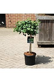 Ginkgo biloba Mariken C11 Lit. Na steblu 40 cm