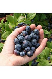 Vaccinium corymbosum Bluecrop C5 Lit. 30-40 cm
