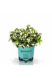 Vaccinium angustifolium BrazelBerry ® Berry Bux ® Ø10,5 cm