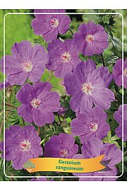 Geranium sanguineum Ø11