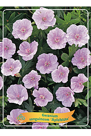 Geranium sanguineum Apfelblüte Ø11