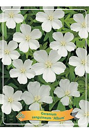 Geranium sanguineum Album Ø11