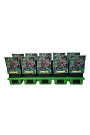 Geranium phaeum Samobor Ø11