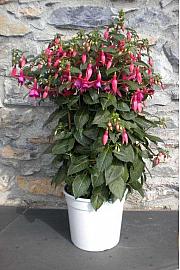 Fuchsia Ø27 špalir