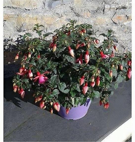 Fuchsia Ø25