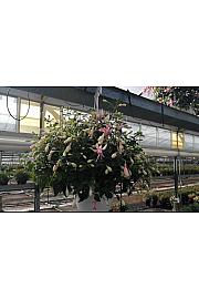 Fuchsia Ø16 obešanka