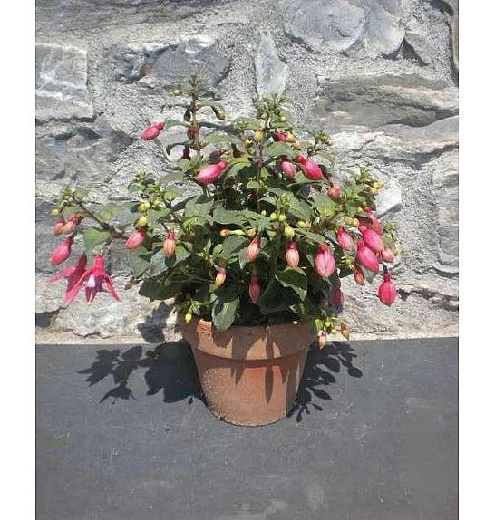 Fuchsia Ø15