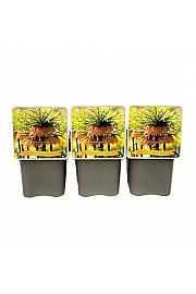 Fritillaria imperalis Bronze C5 Lit.