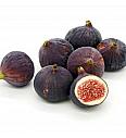 Ficus carica Rode de Bordeaux C2 Lit. 30-40 cm